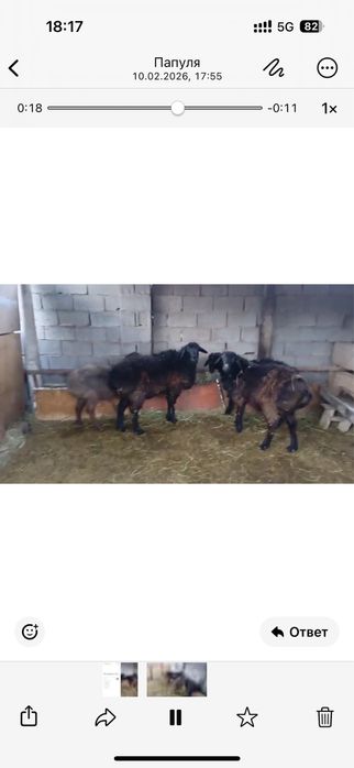 Сатылады қошқарлар