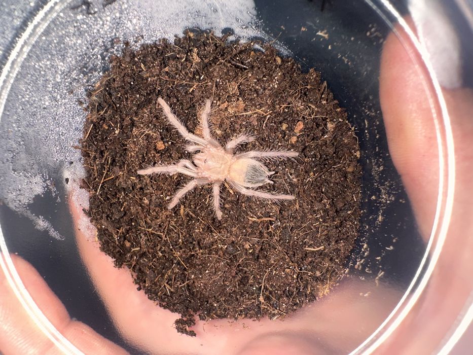 Паук птицеед  Lasiodora parahibana малыши