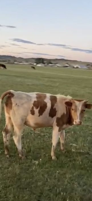 Продам бычков 5 голов.