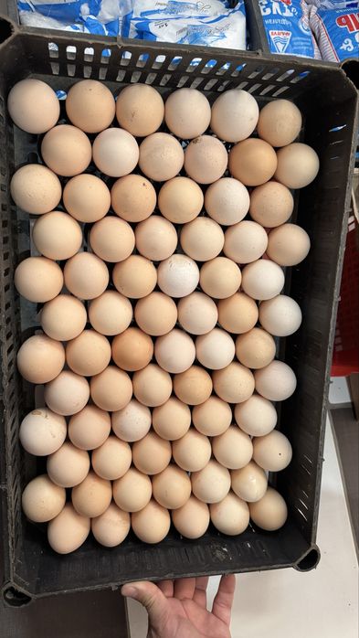 Инкубатор для яйцо