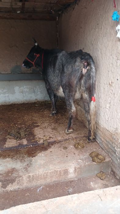 Бұзаулы сиыр сатылады туркестан