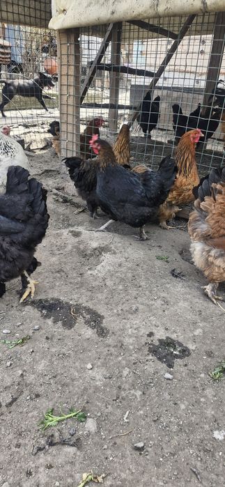 Инкубационные яйца