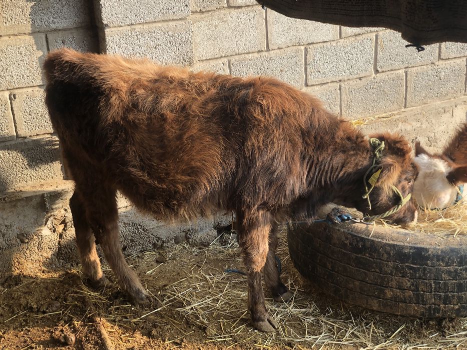 Продаётся корова доиная