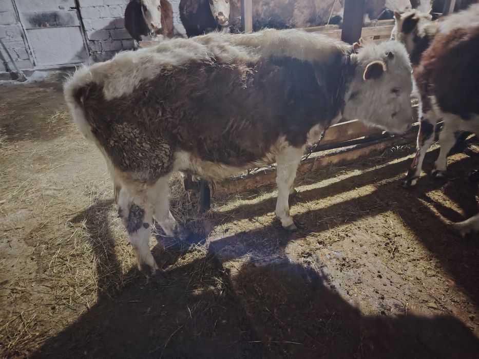 Продам годовалых бычков