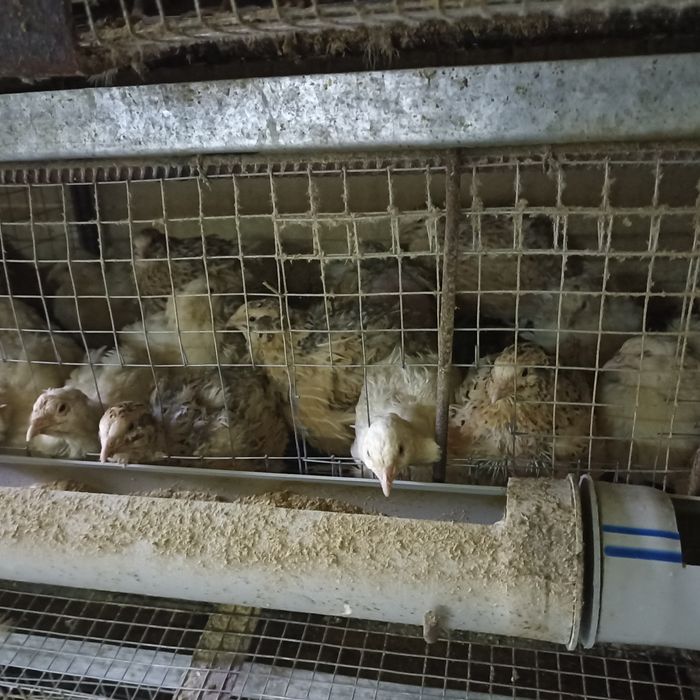 Продам старых несушек перепелов