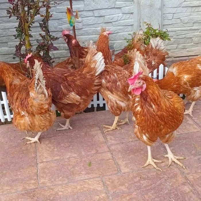 Gaini bune  de  ouat si foarte santoase