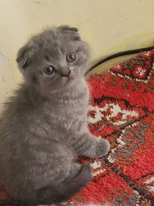 Toza qonli Scottish fold va straytlar sotiladi
