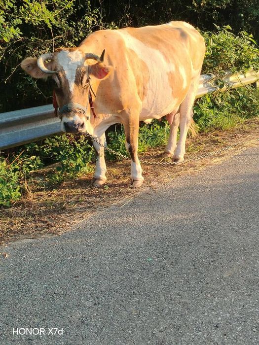 Vând. Vaca de 9 ani