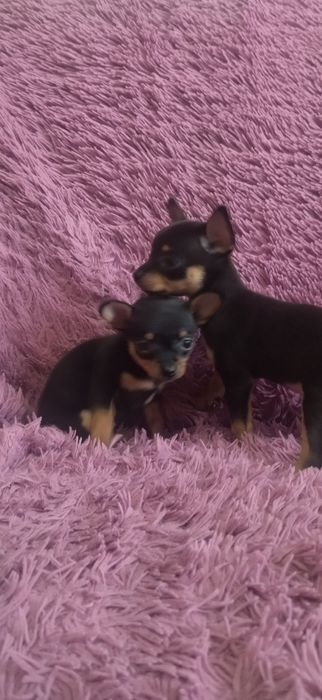 Продам той терьера мини