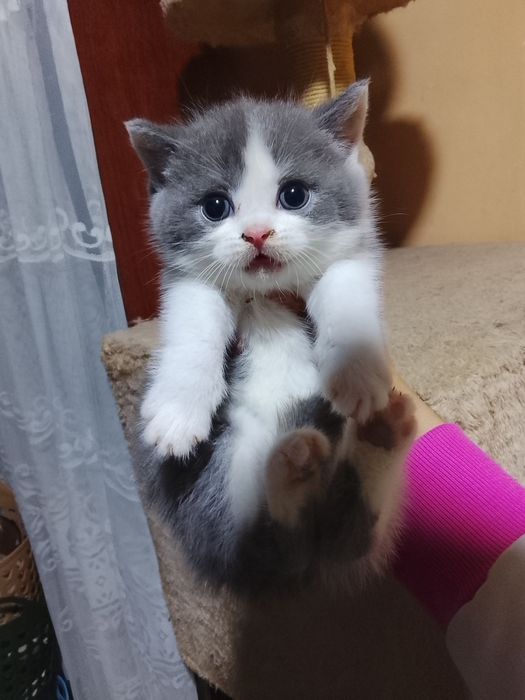 Skotish strayt qiz mushuk