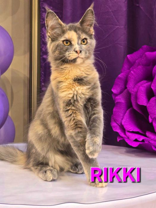 Котенца Мейн куун