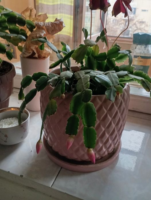 Продам лечебные растения