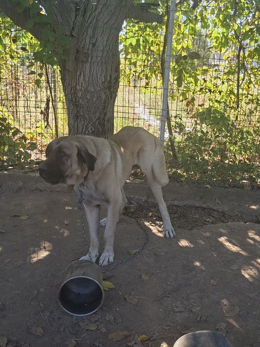 Vand câine kangal