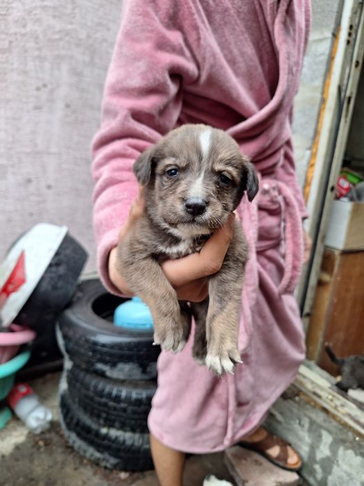 Отдам хорошие руки