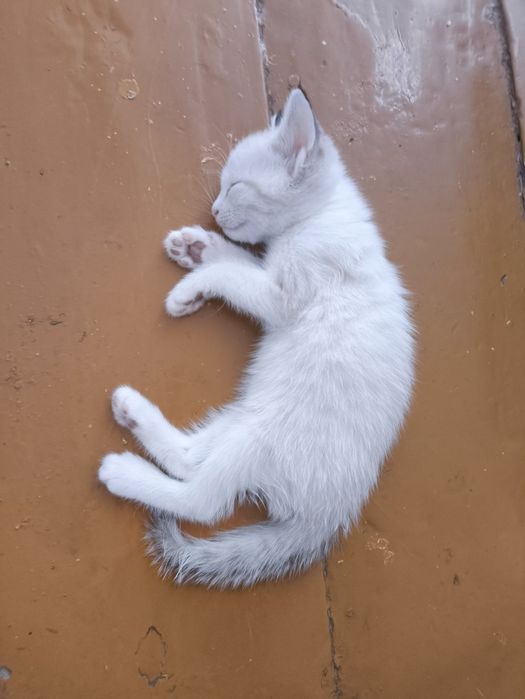 Отдаем котят в добрые руки