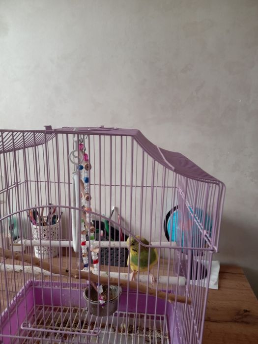 Попугай волнистые