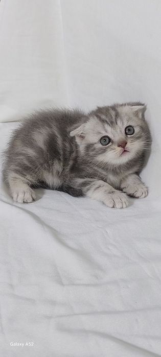 Продаются  котята  уже  кушают  самостоятельно  и ходят  в лоток  очен