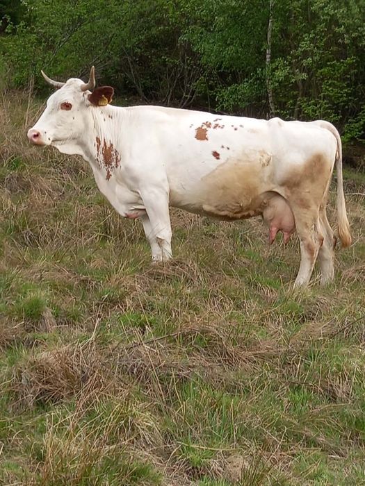 Vaca de vanzare