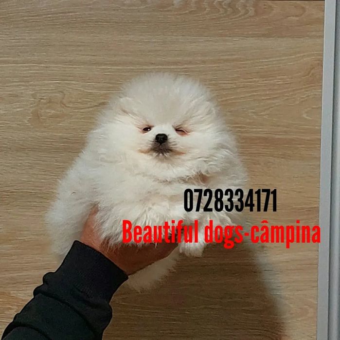 Pomeranian pui femelă, talie mică