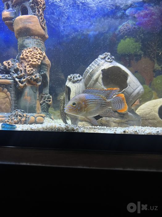 Akvariyum full naborlari bilan sotiladi