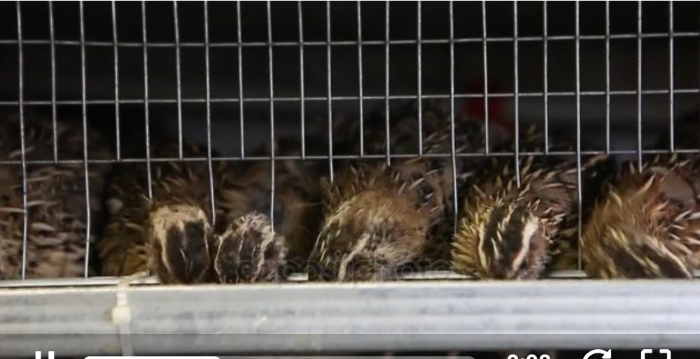 Бедана, Перепела, жужаси, тухуми