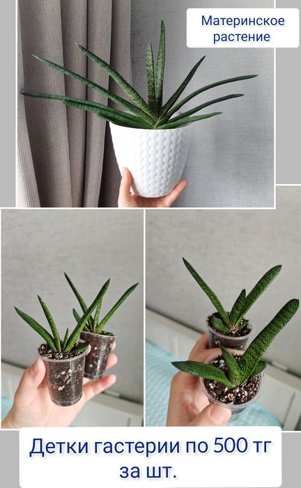 Монстера комнатные цветы