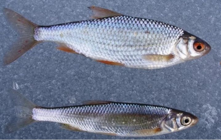 Живец любой чебак