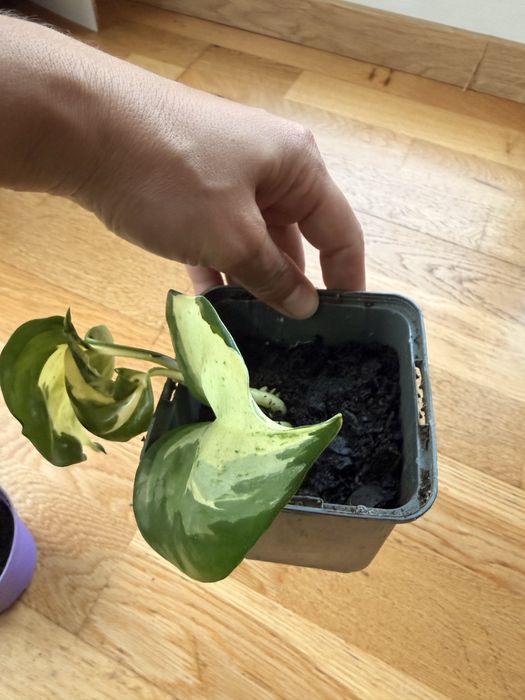 Epipremnum aureum – вариегатен