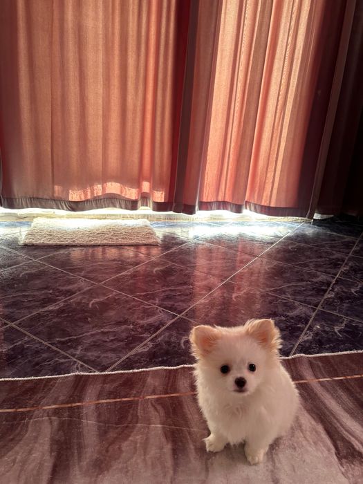 Мини шпиц померан