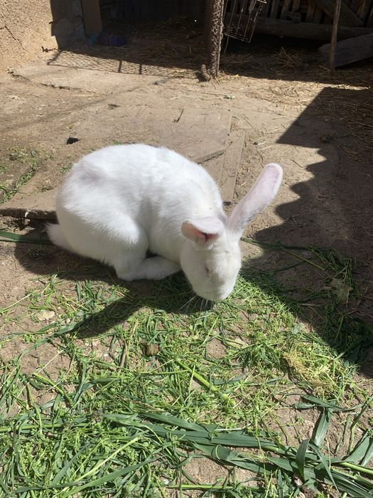 Vand iepuri IEPUROI talie mare