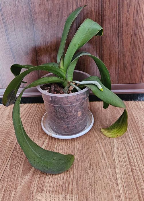 Орхидеи фаленопсис Монпелие, Kimono, Монтрьо, Grosseto