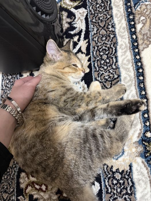 Mushuk yoqoldi risoviy taraflada topgan odamga 500 000 beriladi