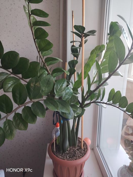 Продам долларовое дерево
