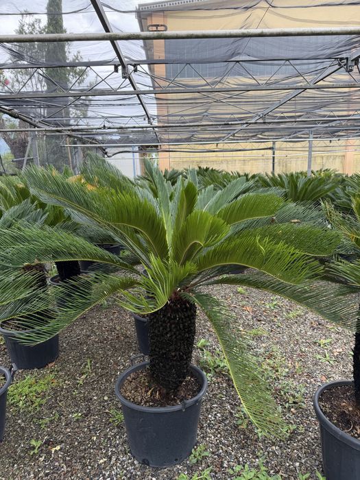 Palmier Cycas revoluta 90 - 160 cm planta exotica la ghiveci pret de la 600 lei