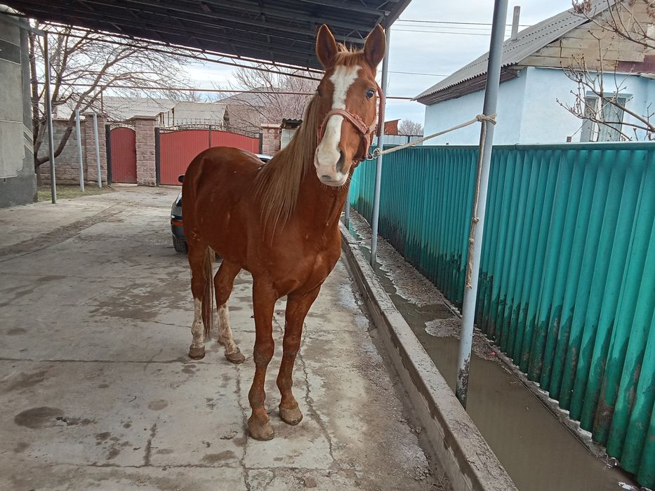 Аигыр сатылады сатылады