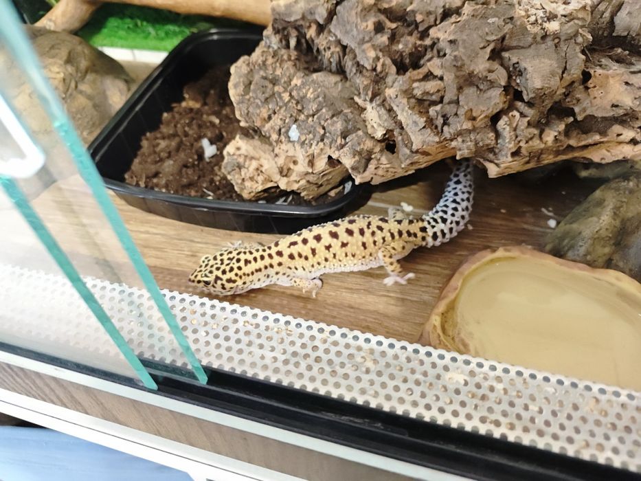 Леопардов гекон момче