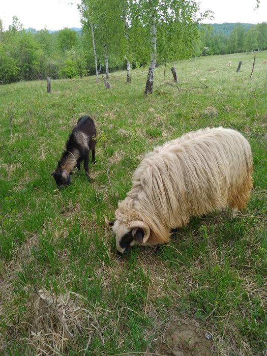 Vând berbec sau schimb cu capra buna de lapte