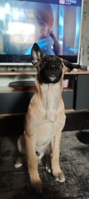 Щенок Малинуа 4 месяца