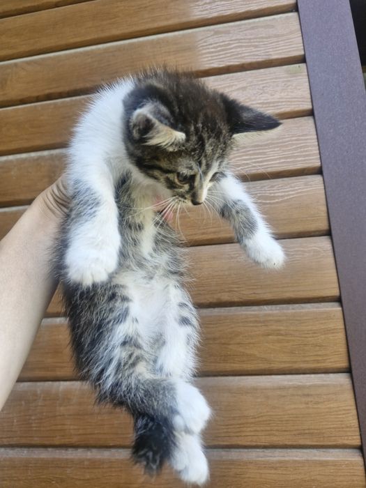 Отдам котят в добрые руки