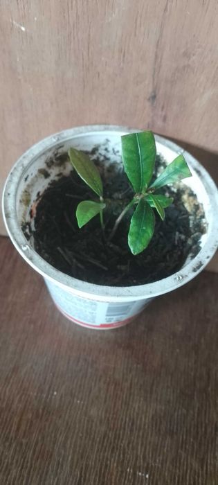 Синсепалум экзот.Магический фрукт.