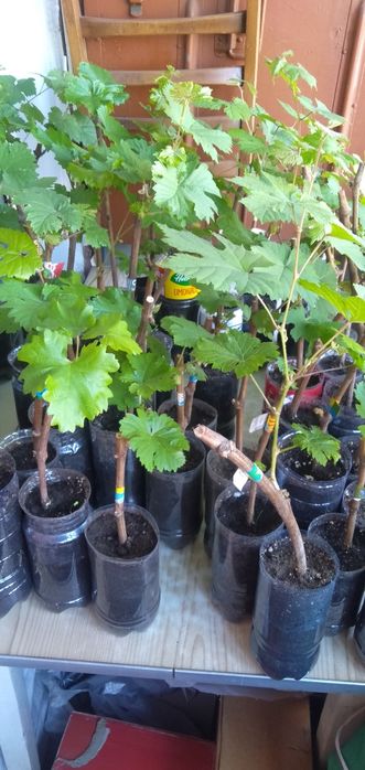 Саженцы винограда однолетние и двухлетние