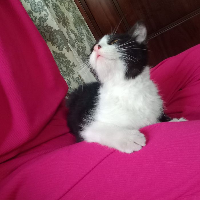 Мушукча хадияга берилади