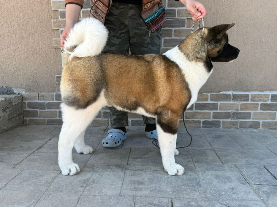 Mascul Akita American