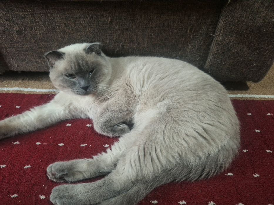 Сиямиски мушук сотилади