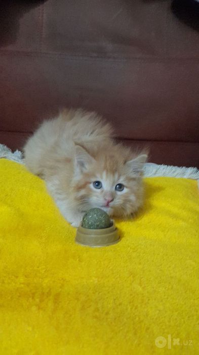 Продаются котята мейн-кун британцем