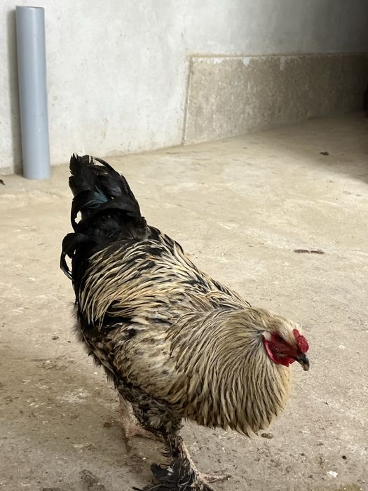 Brama tovuqlar sotiladi endi tuxumga kiryapti