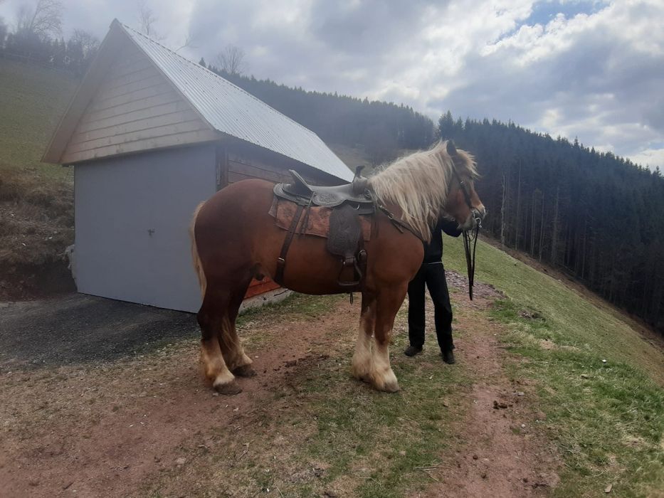 Șauă pentru călărie