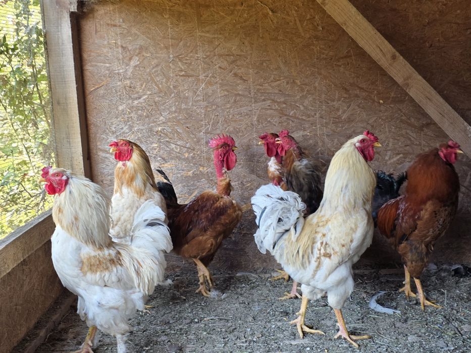 Cocosi tineri, de casa