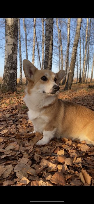 Вельш Корги Пемброк