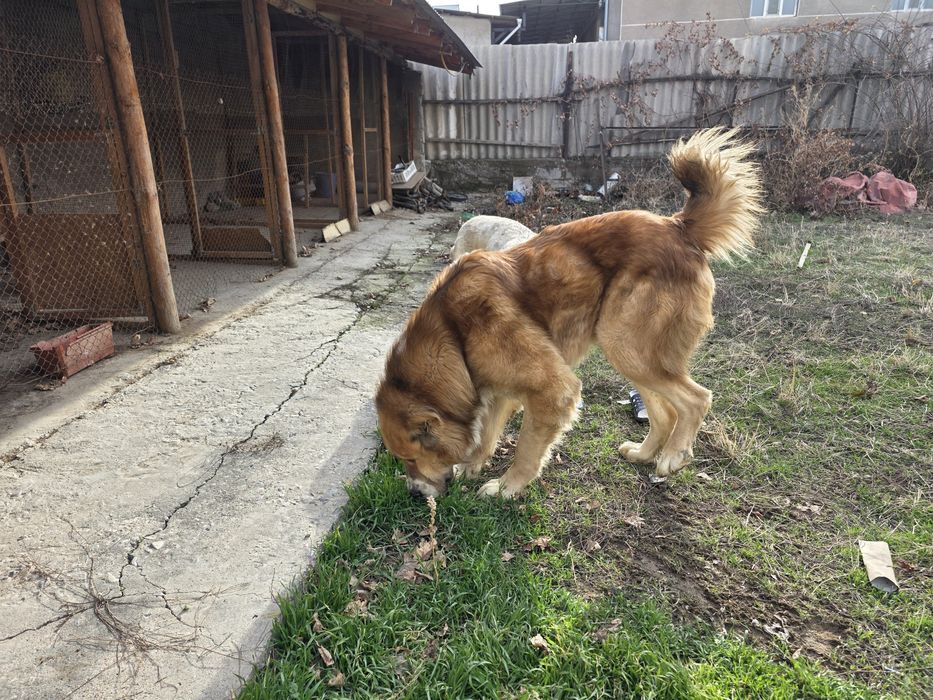 Продаются взрослые собаки